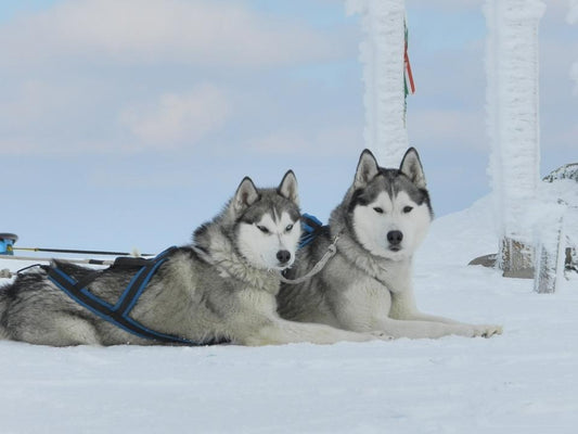 Călătorie de vis cu sania trasă de câini Husky în Harghita